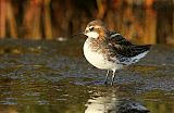 Red-necked Phalarope